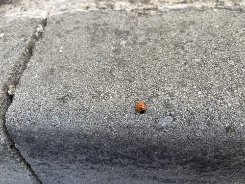 Seven-spotted Lady Beetle