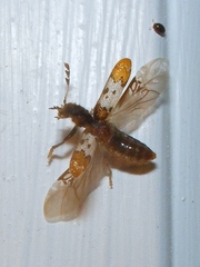 Pelonium leucophaeum