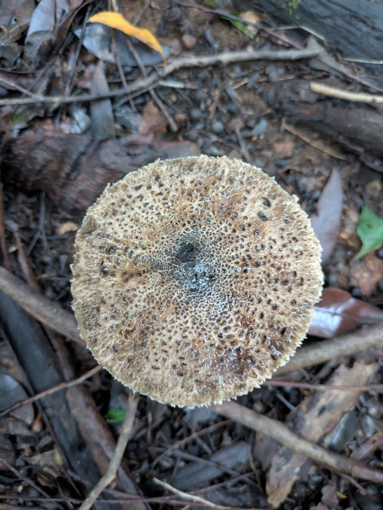 Macrolepiota clelandii · July 2025 · photo: © taylordunc4n (iNaturalist, cc0)