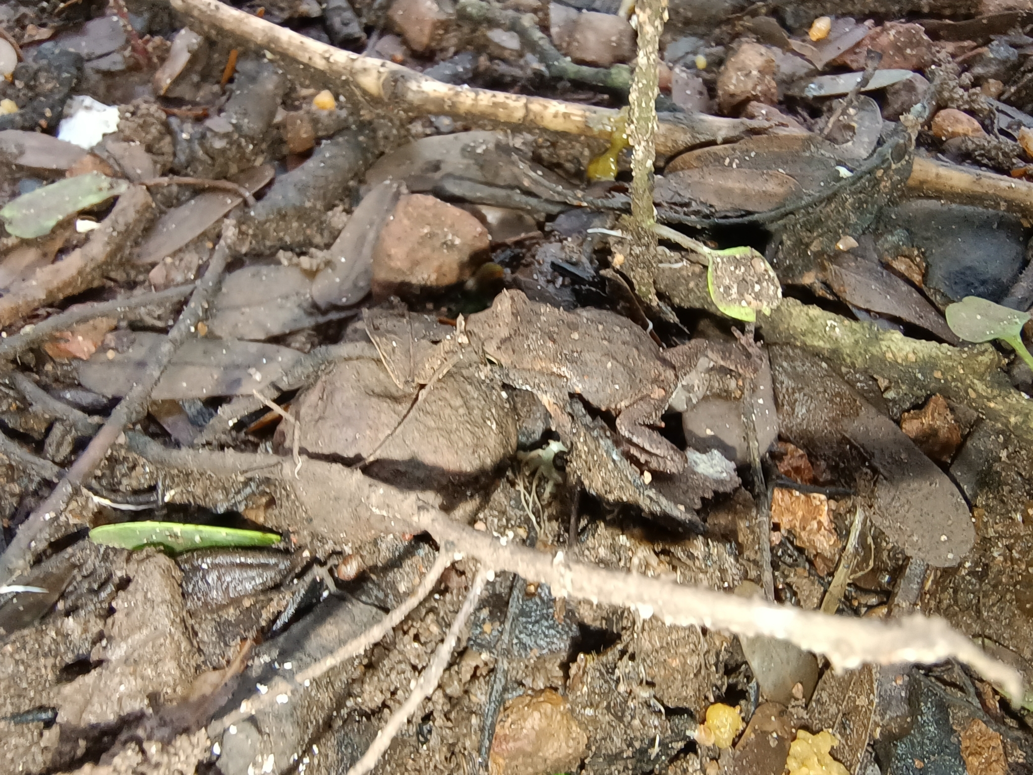 Indian Common True Toad