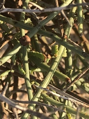 Scrophularia ramosissima