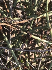 Scrophularia ramosissima