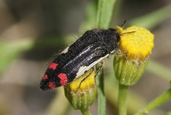 Acmaeodera chiricahuae