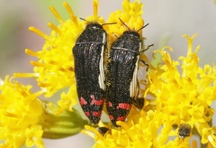 Acmaeodera chiricahuae