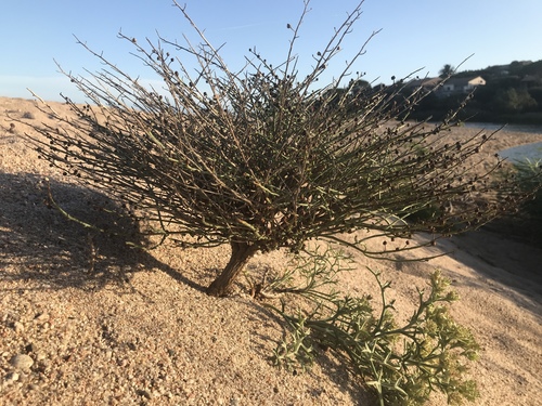 Representative image of Scrophularia canina ramosissima