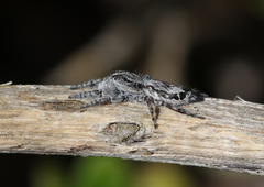 Abracadabrella elegans