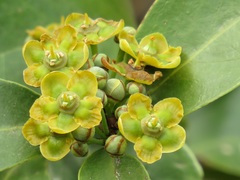 Salacia kraussii