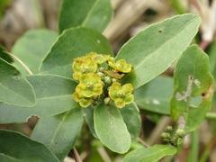 Salacia kraussii
