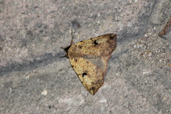 Goniocarsia