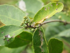 Salacia kraussii