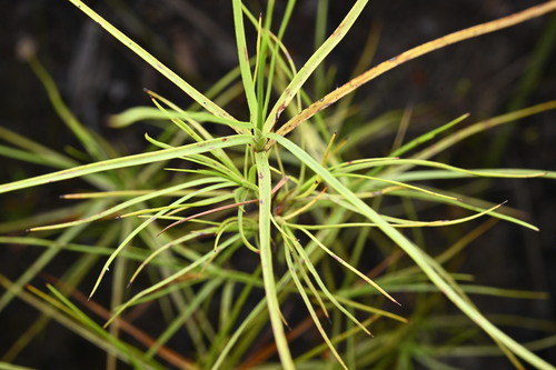 Dracophyllum urvilleanum observed 2025-04-17