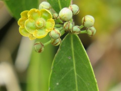Salacia kraussii