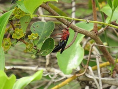 Salacia kraussii