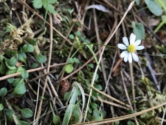 Bellium bellidioides