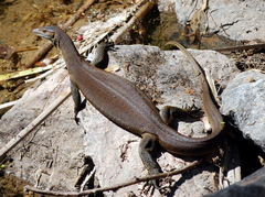 Mertens's Water Monitor photo 5