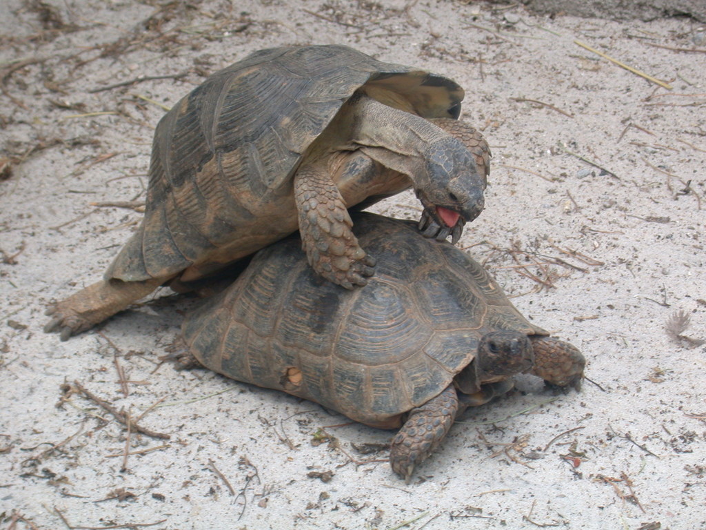 Marginated Tortoise