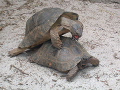 Marginated Tortoise photo 1