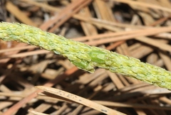 Malaxis macrostachya