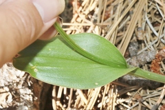 Malaxis macrostachya