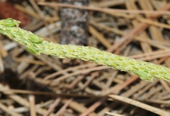 Malaxis macrostachya