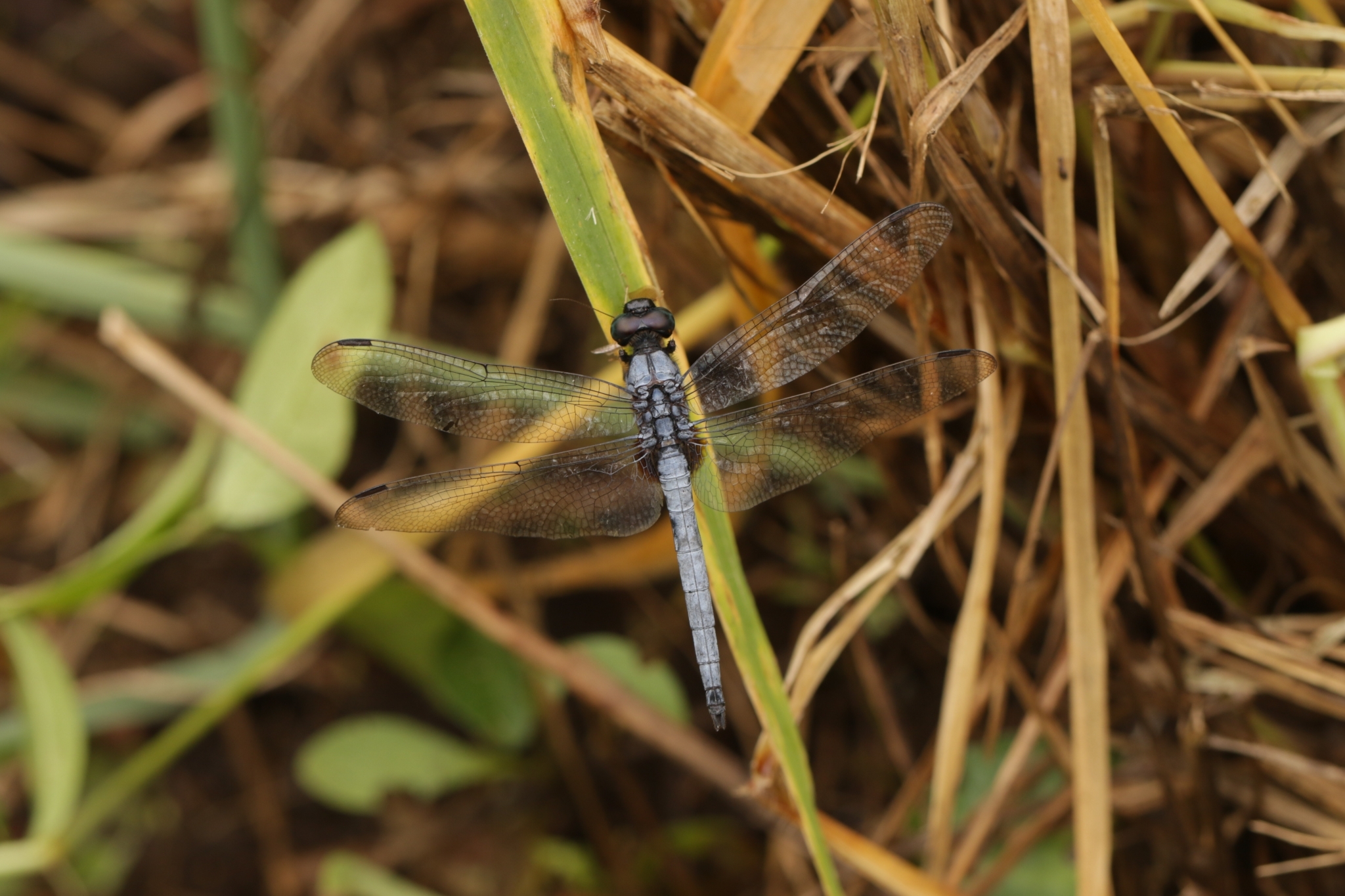 Blue Marsh Hawk
