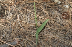 Malaxis macrostachya