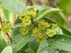 Salacia kraussii