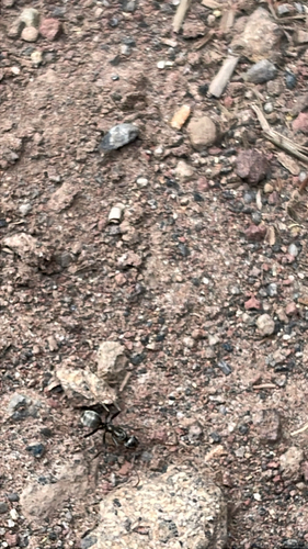iNaturalist observation photo of Ants
