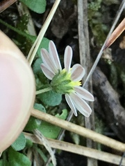 Bellium bellidioides