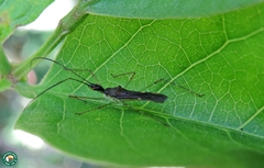Zelus nugax
