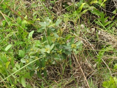 Salacia kraussii