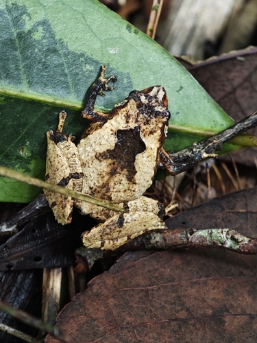 Marbled Rice Frog, Nanohyla marmorata