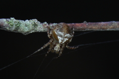 Araneus sturmi