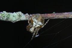 Araneus sturmi
