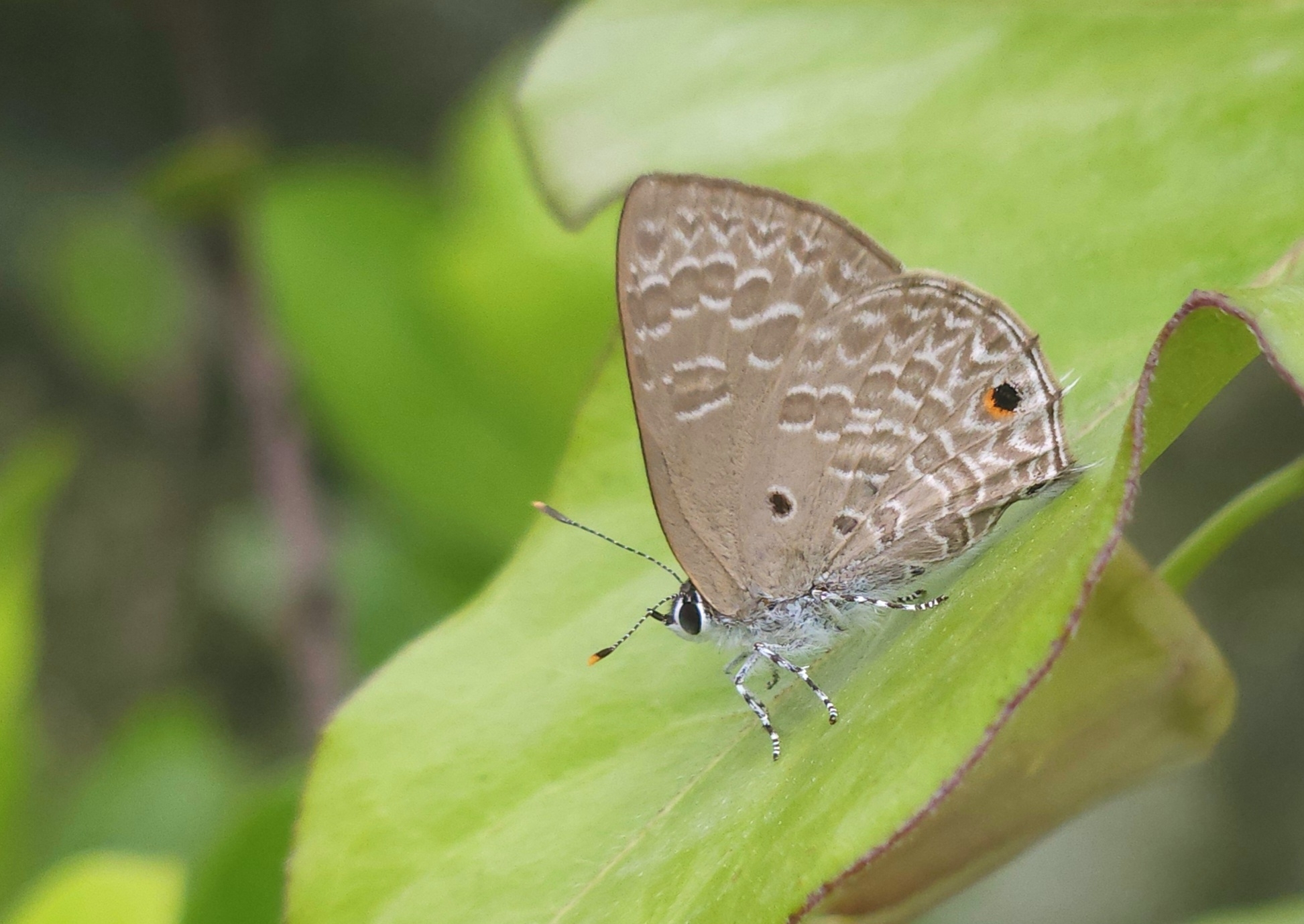 Pointed Ciliate Blue