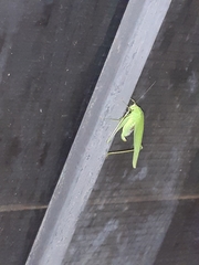 Phaneroptera