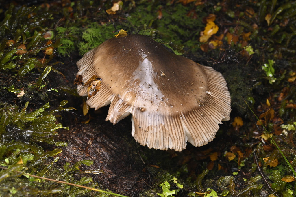 Amanita pekeoides · April 2025 · photo: © invertebratist (iNaturalist, cc-by-nc)