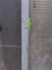 Phaneroptera