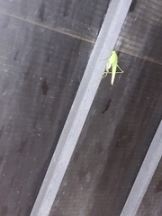 Phaneroptera