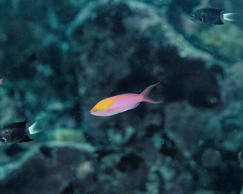 Pseudanthias regalis observed 2025-06-03
