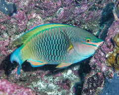 Marquesan Parrotfish photo 2