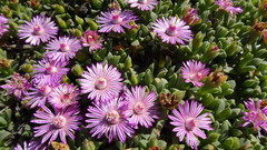 Ruschia lineolata