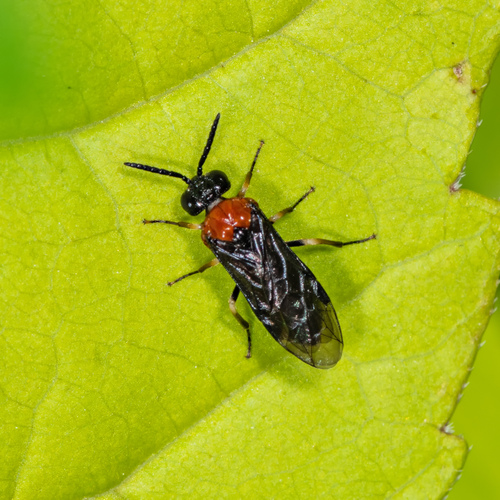 Eutomostethus ephippium nuotrauka