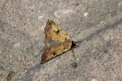 Goniocarsia