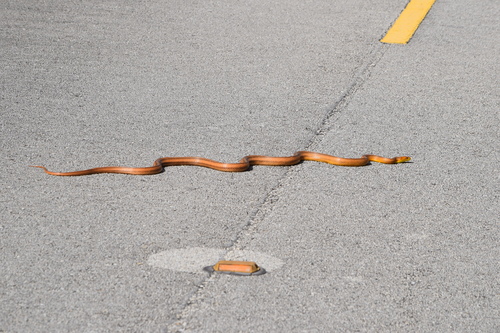 Eastern Ratsnake, Miami-Dade County, Everglades National Park, US-FL, US, photo 10 of 10