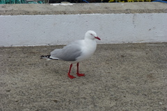 Chroicocephalus novaehollandiae