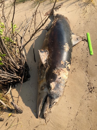 Common Bottlenose Dolphin photographed in Mississippi