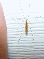 Atarba