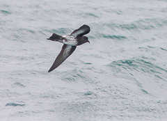 Fregetta maoriana