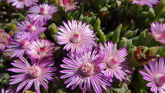 Ruschia lineolata